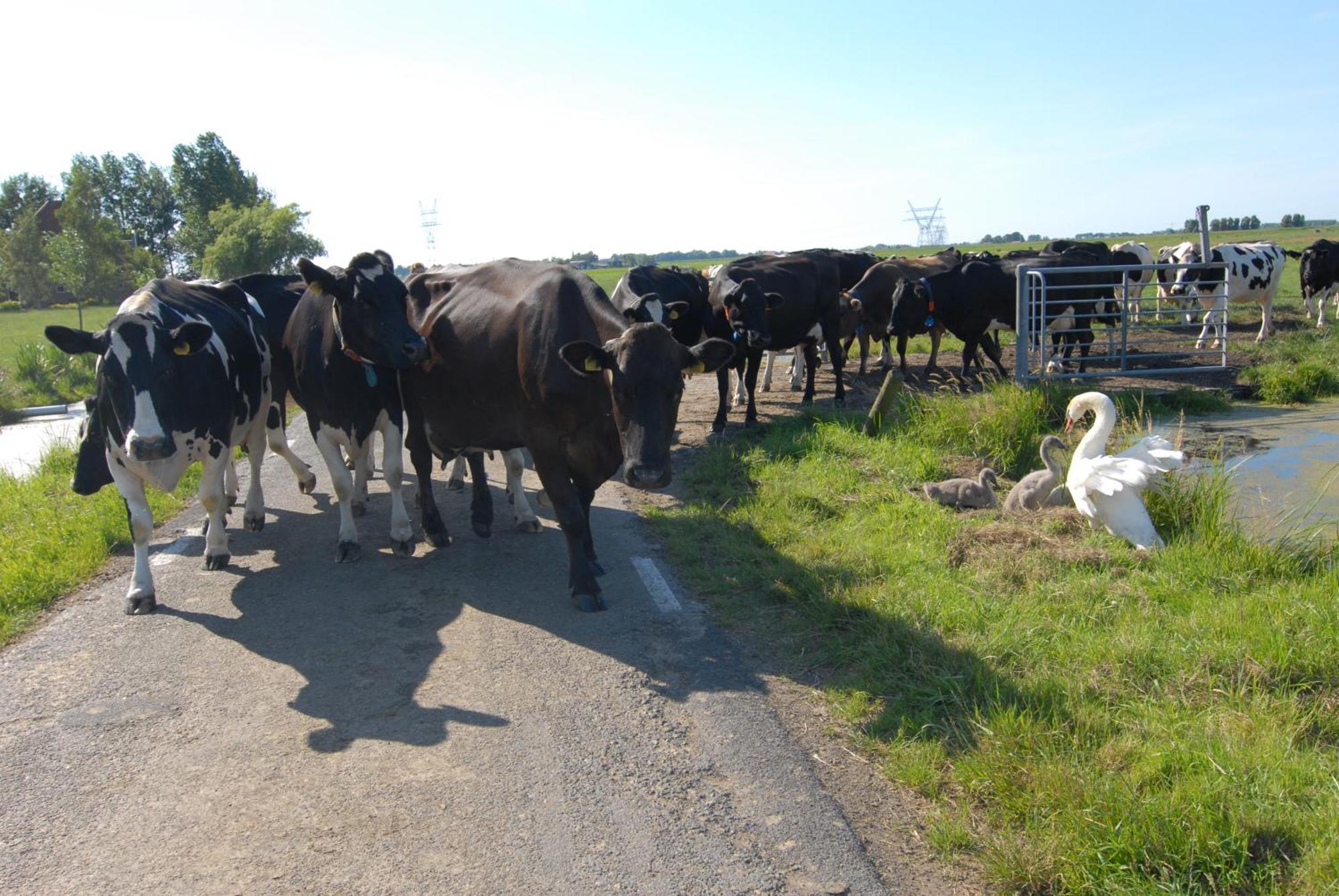 Farm Overleekerhoeve モニキンダム エクステリア 写真
